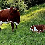 Farm stay Mittersteghof, Filzmoos