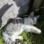 Farm stay Mittersteghof,