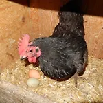 Farm stay Mittersteghof,