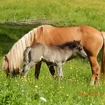 Farm stay Mittersteghof, *