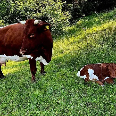 Alojamento de Turismo Rural Mittersteghof, Filzmoos