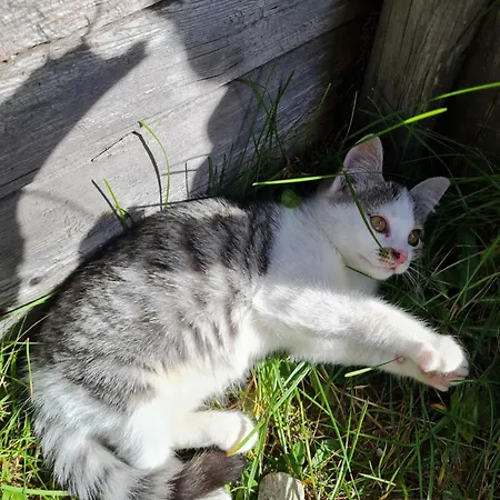 Alojamento de Turismo Rural Mittersteghof,