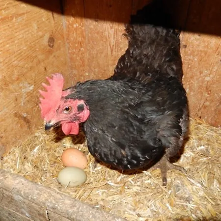 Farm stay Mittersteghof,