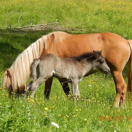 مزرعة للإقامة Mittersteghof, *